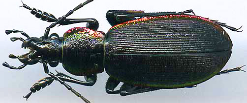 http://www.gorodinski.ru/carabus/Morphocarabus hummeli multistriatus.jpg